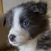 ボーダーコリー【青森県・女の子・2024年10月22日・ブルー&ホワイト】の写真4
