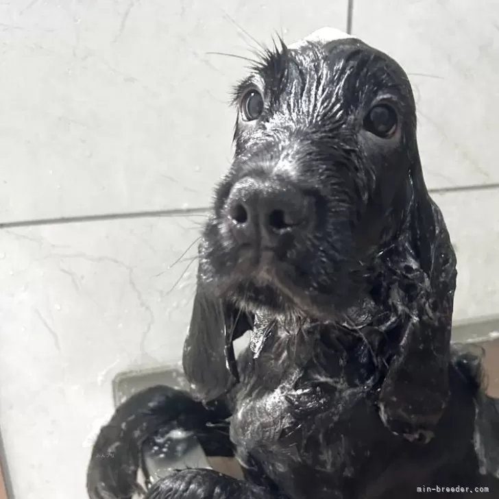 ID：2503-04250の子犬