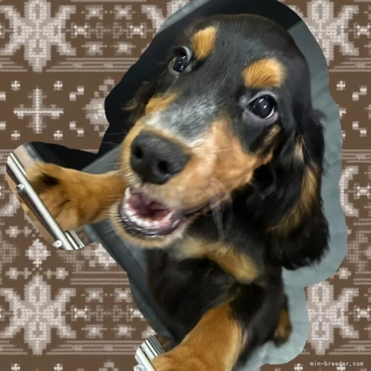 ID：2409-02223の子犬