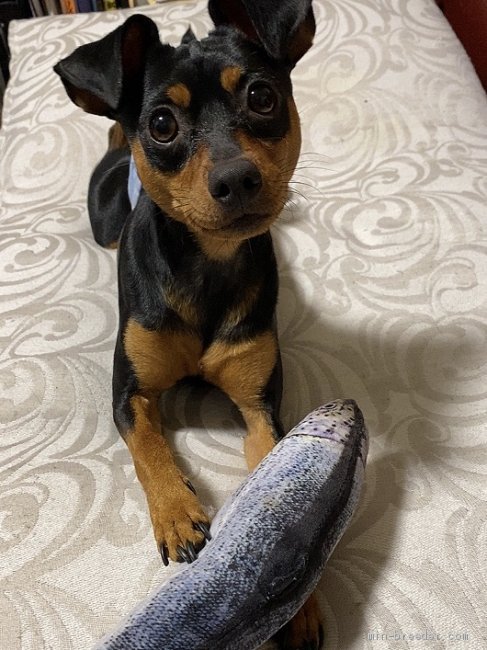 ミニチュアピンシャー【・男の子・2019年5月6日・ブラックアンドタン】