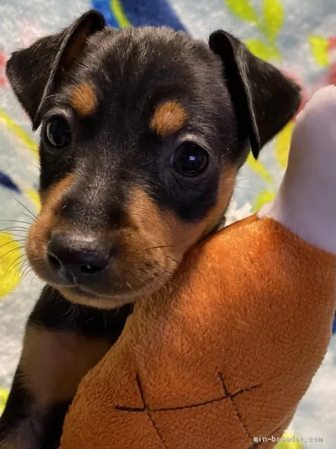 ID：2103-02346の子犬