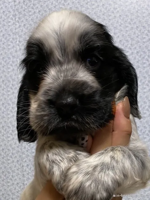 ID：2008-03319の子犬