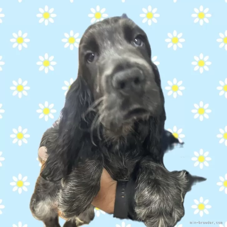 ID:2404-02414の子犬