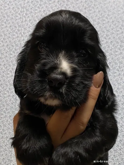 ID:2008-03320の子犬