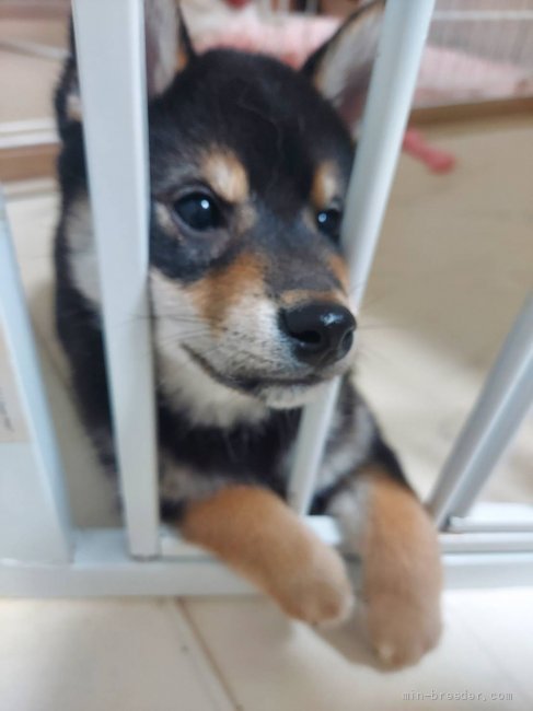 山本真奈ブリーダーのブログ：くるみママ三つ子長女納言ちゃん🐕♀️