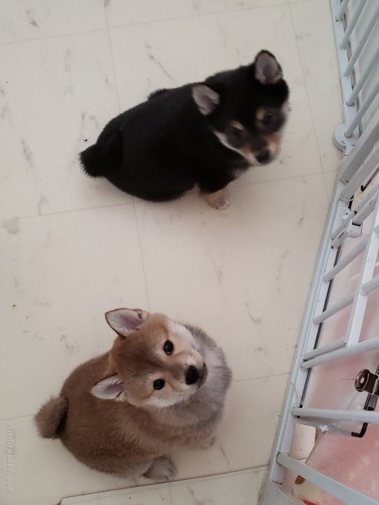 山本真奈ブリーダーのブログ：三つ子次女小豆ちゃん🐶♀️