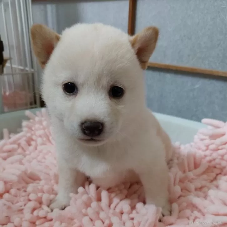 ID：2411-03975の子犬