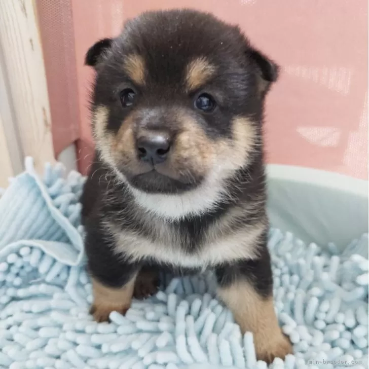 ひーくん 様のお迎えした子犬