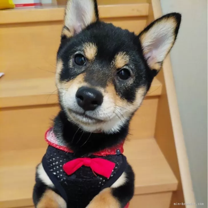 N.Y 様のお迎えした子犬