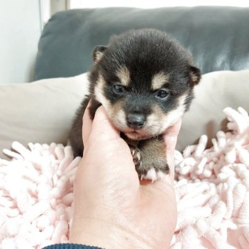 豆柴【高知県・女の子・2026年1月20日・黒色】の写真「ハニママ🩷長女じゅえるちゃん🩷」