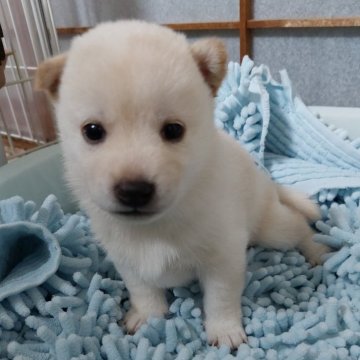 柴犬(豆柴)【高知県・男の子・2024年10月24日・白色】の写真「ハニママ👩‍❤️‍👨米吉パパ長男ごはんくん💚」