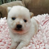 柴犬(豆柴)