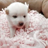 柴犬(豆柴)