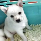 豆柴