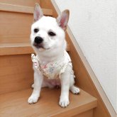 柴犬(豆柴)