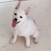 豆柴