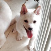 柴犬(豆柴)