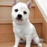 柴犬(豆柴)