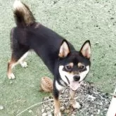 豆柴