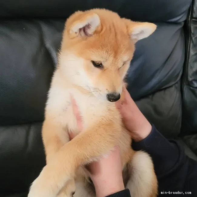 ID：2102-03265の子犬