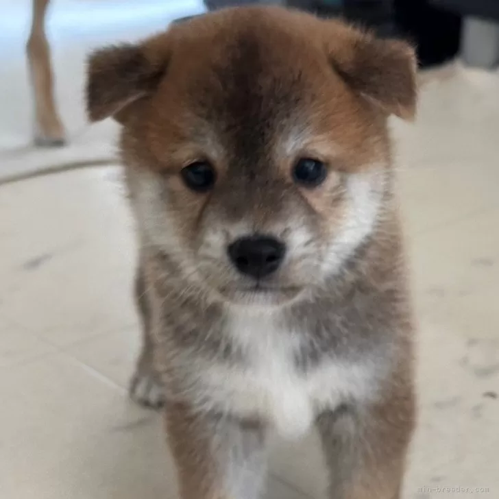ID：2407-02755の子犬