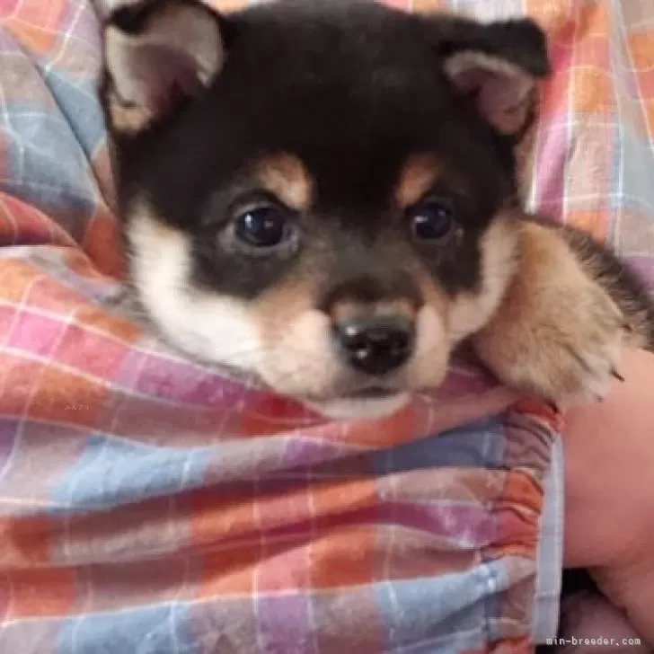 ID:2311-02825の子犬