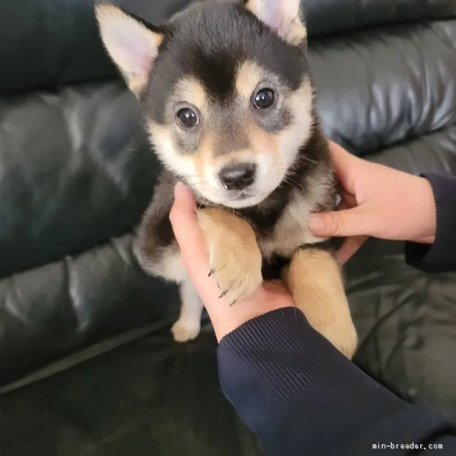 ID:2102-03266の子犬