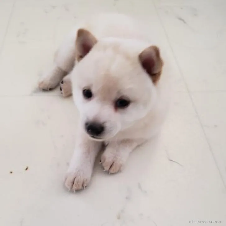 ID:2208-03384の子犬