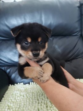柴犬(豆柴)【高知県・男の子・2021年7月20日・黒】の写真「お👀がくりくりたれ耳の長男くん」