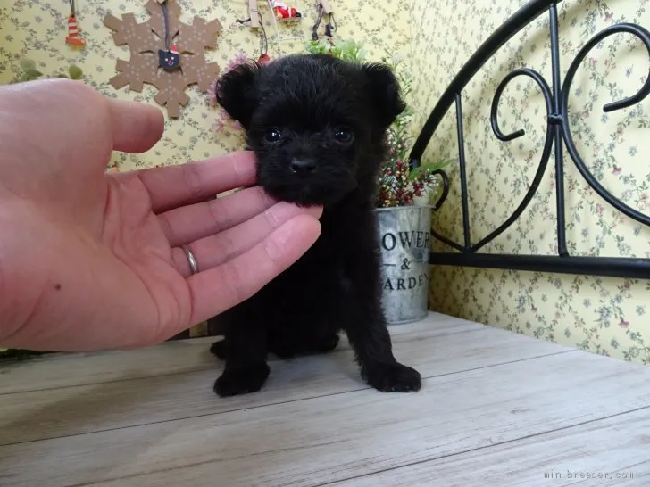 ID：1912-01862の子犬