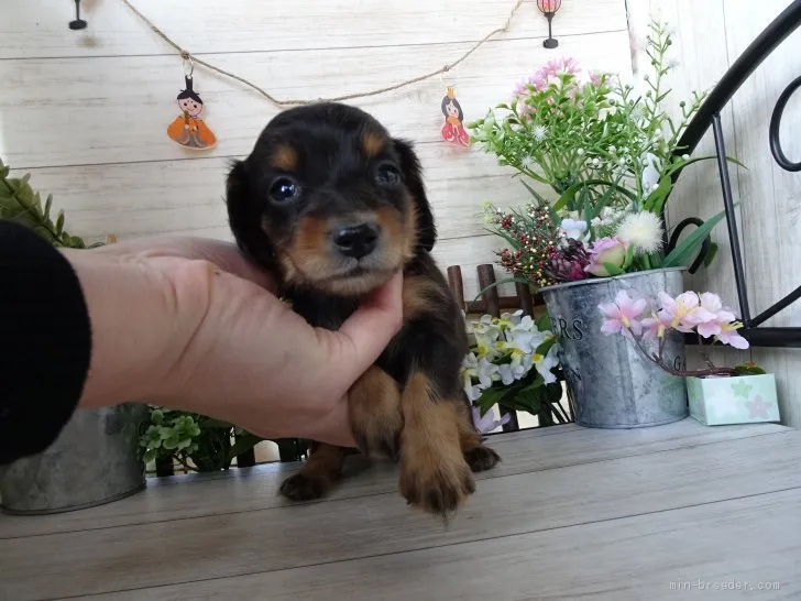 ID:2002-00446の子犬