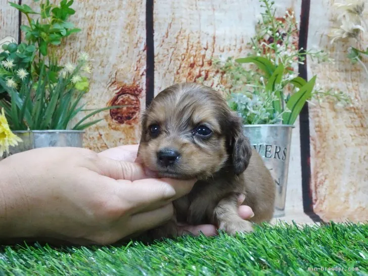 ID：2007-02852の子犬