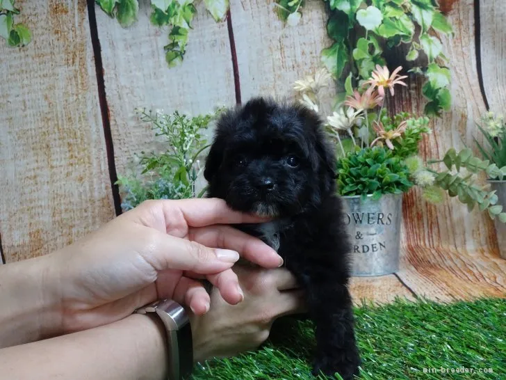 ID:2005-03138の子犬