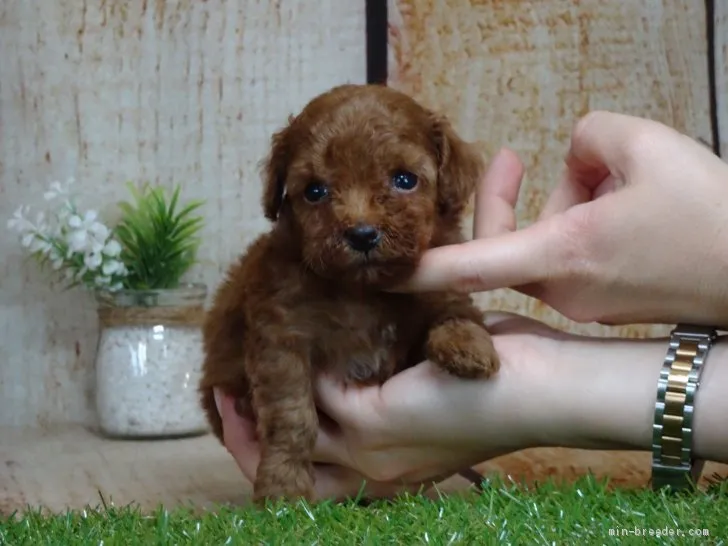 ID：2004-02710の子犬