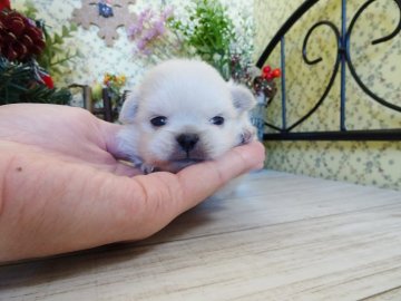 ミックス犬(ポメラニアン×ペキニーズ)【岡山県・女の子・2019年11月30日・クリーム&ホワイト】の写真「おっとり優しい女の子♪」