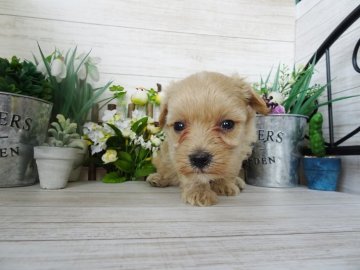 マルプー【岡山県・女の子・2019年2月15日・アプリコット】の写真「元気・愛嬌いっぱい♪」