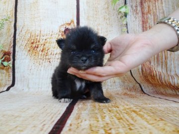 ポメラニアン【岡山県・女の子・2020年2月19日・ブラックタン】の写真「兄妹でお昼寝大好きです♪」