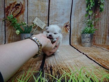ポメラニアン【岡山県・女の子・2020年3月17日・クリーム】の写真「人気のクリームの女の子♪」