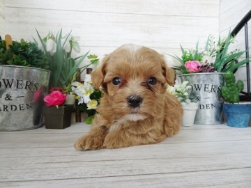 マルプー【岡山県・男の子・2019年2月15日・レッド】の写真「少し甘えん坊でとっても優しい♪」