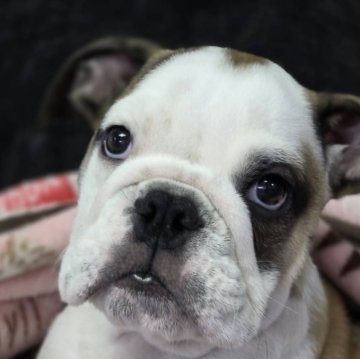 ブルドッグ【京都府・女の子・2025年8月9日・レッド&ホワイト】の写真「愛嬌たっぷりで性格の優しい女の子です！」