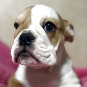 ブルドッグ【京都府・男の子・2025年9月16日・レッド&ホワイト】の写真「むちむち体型が魅力の甘えん坊♡」