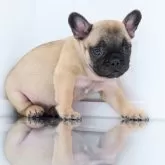 フレンチブルドッグ