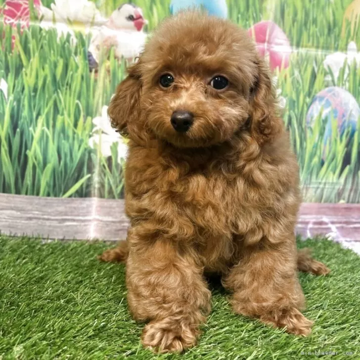 ティーカッププードル【神奈川県・女の子・2025年5月18日・レッド】の写真1