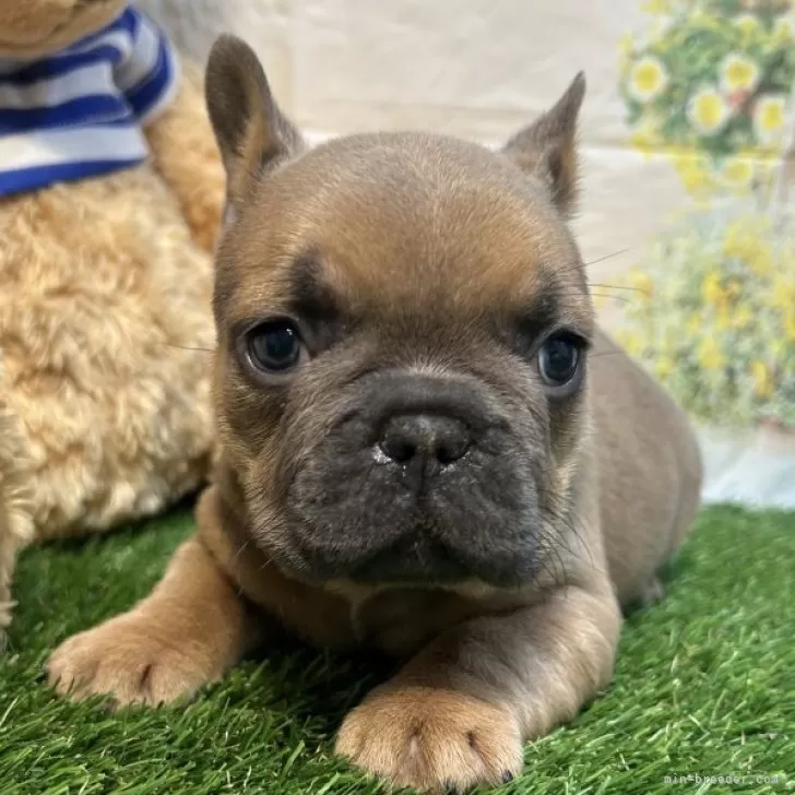 ID：2501-03198の子犬