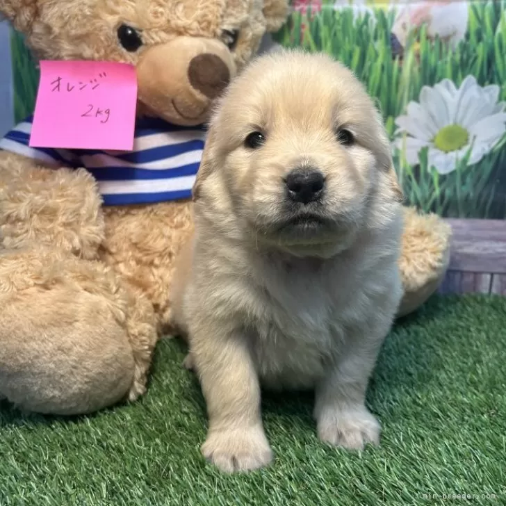 ID：2503-07263の子犬