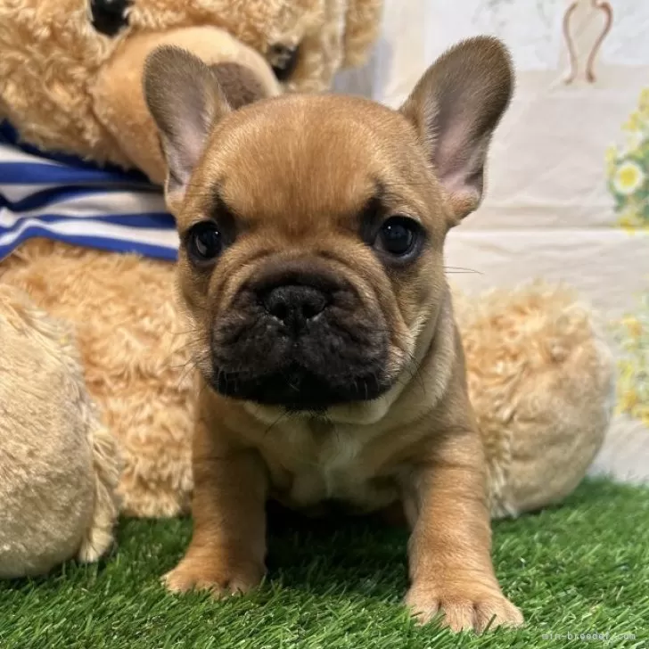 ID：2501-03197の子犬