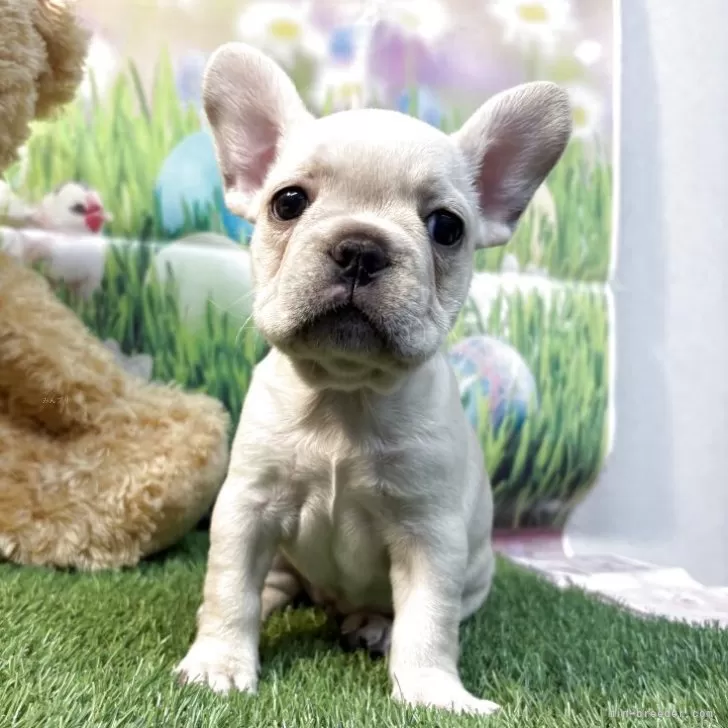 ID：2510-05592の子犬