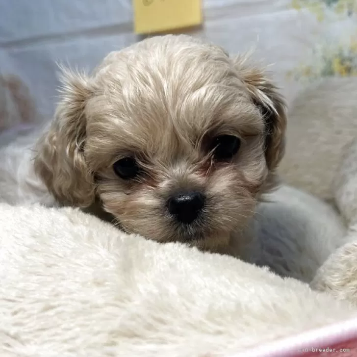 ID：2504-00463の子犬