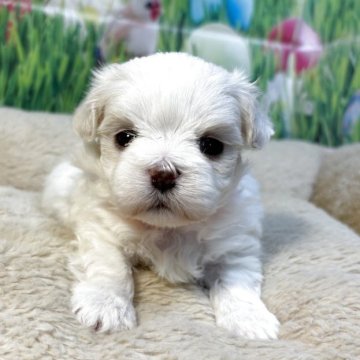 マルチーズ【神奈川県・男の子・2025年11月2日・ホワイト】の写真「可愛いイケメン君」