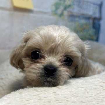 ペキプー(ペキニーズ×トイプードル)【神奈川県・女の子・2025年2月26日・クリーム】の写真「可愛い美人さん」